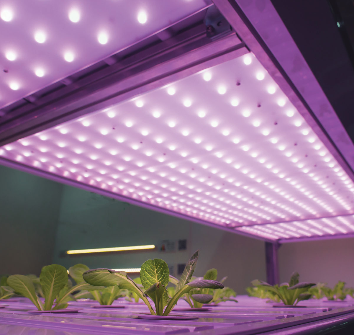 LED “Grow Lights” in use