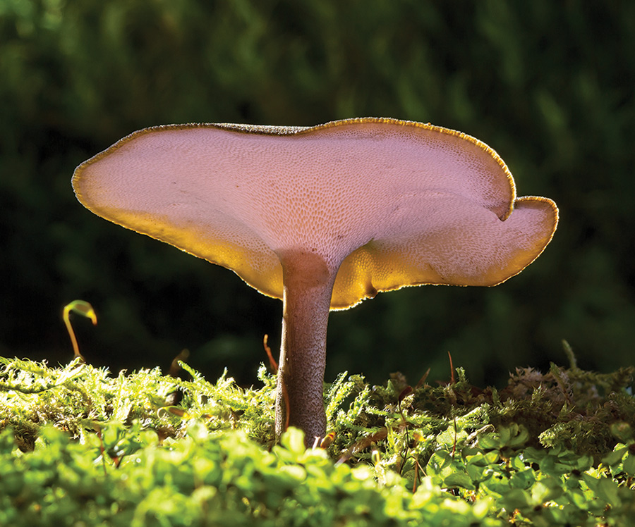 Picture of a mushroom 