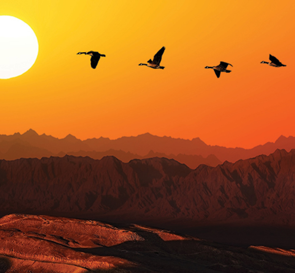 birds flying at sunset