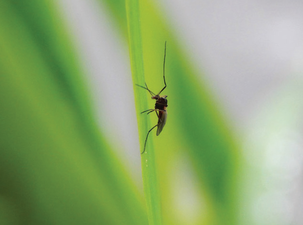Close-up portrait photograph view of a mosquito resting on a vibrant lush green blade of grass in a natural outdoor setting environment